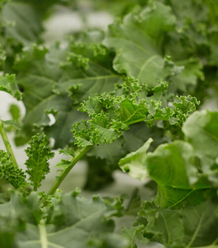 iFarm_kale